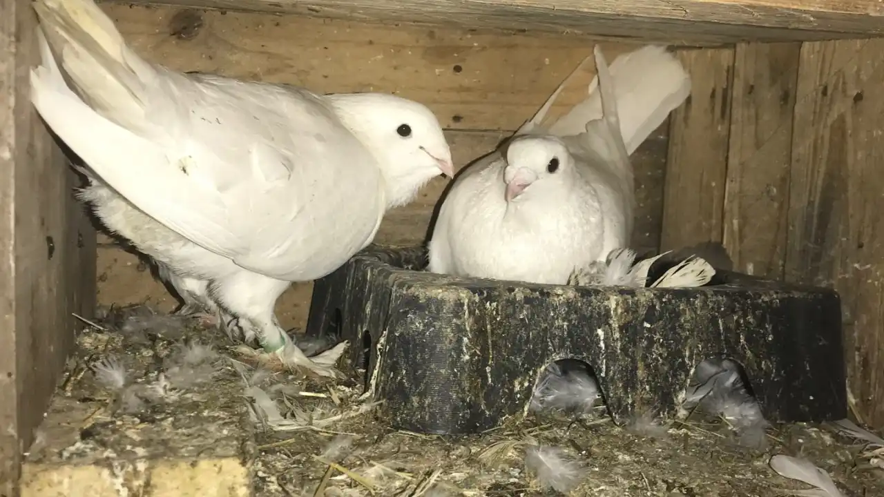 Yaprak Köy Mangal Piknik Kır Düğünü Kahvaltı Köfte Kokoreç Kumda Kahve