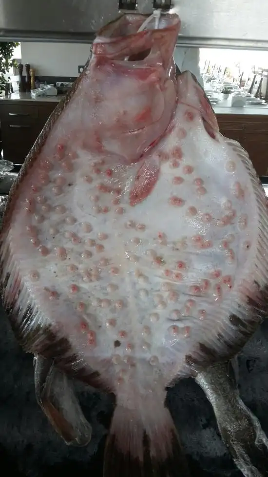 Sur Balık Cihangir'nin yemek ve ambiyans fotoğrafları 26