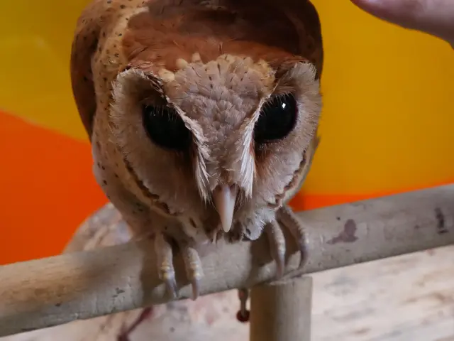 Gambar Makanan Barn Owl Cafe 11