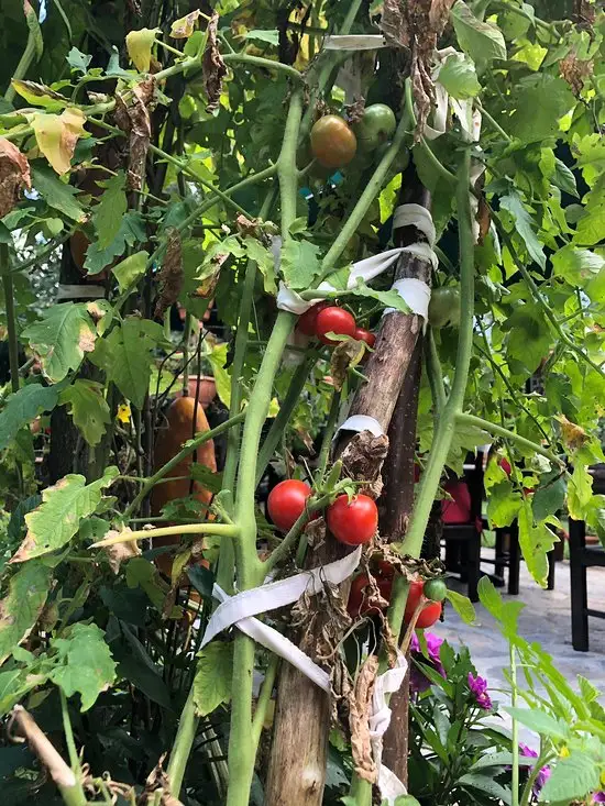 Defne Restaurant'nin yemek ve ambiyans fotoğrafları 12