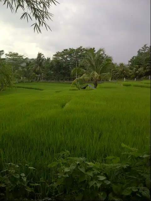 Gambar Makanan Rumah Makan Jatinunggal Jonggol 14