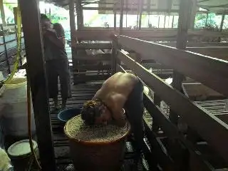 Susu Kambing Az Zahra