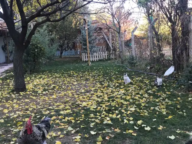 Yaylabaşı Sırık Kebabı'nin yemek ve ambiyans fotoğrafları 4