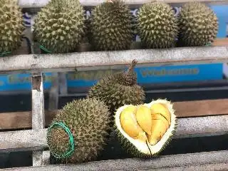 Macalister Durian Corner