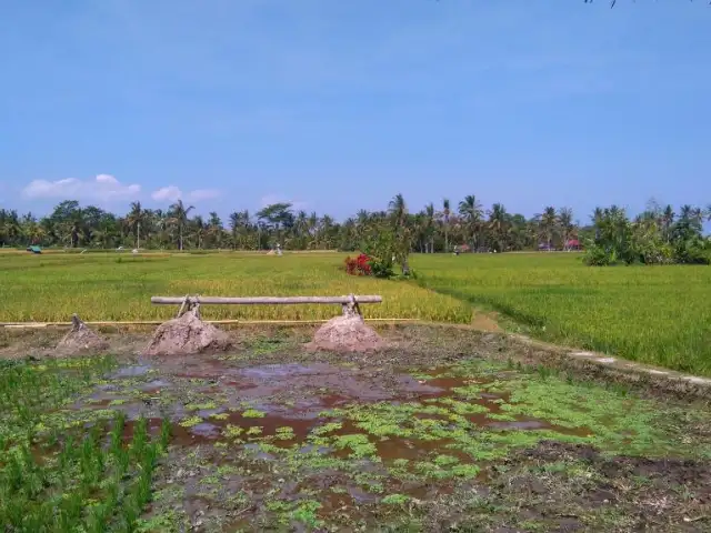 Gambar Makanan Warong Ikan Bakar dan Kolam Pancing Sawah Indah 10