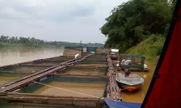 Ikan patin temerloh