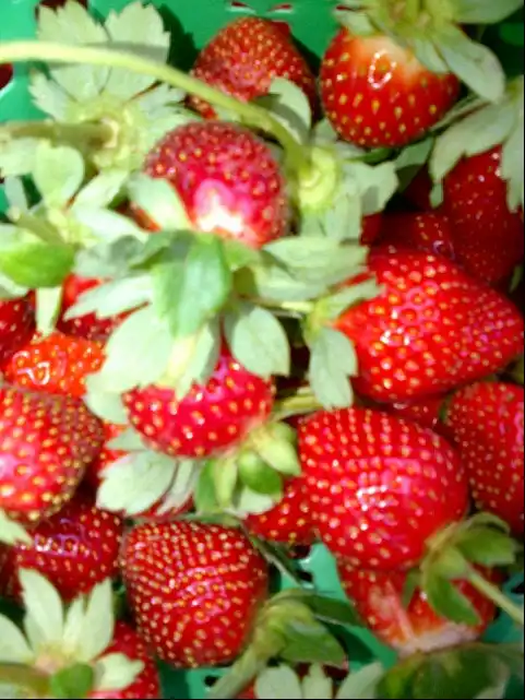 Gambar Makanan Sweetberry Agrowisata 5