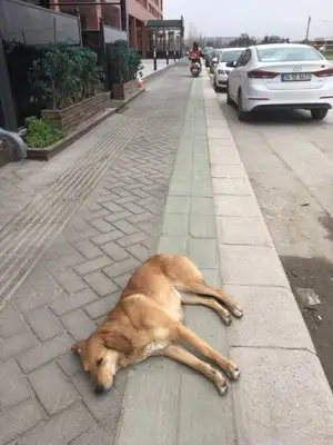 Mantı Diyarı'nin yemek ve ambiyans fotoğrafları 1