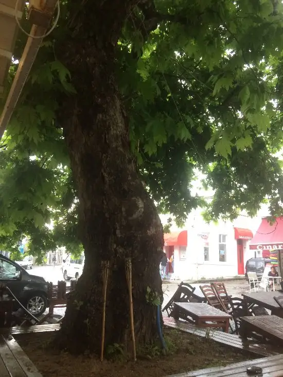 Çınaraltı Cafe'nin yemek ve ambiyans fotoğrafları 22