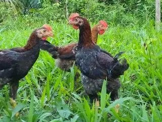 Ayam Halal Terengganu