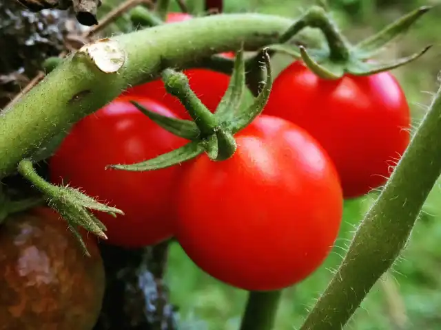 Yemek Dünyası'nin yemek ve ambiyans fotoğrafları 4