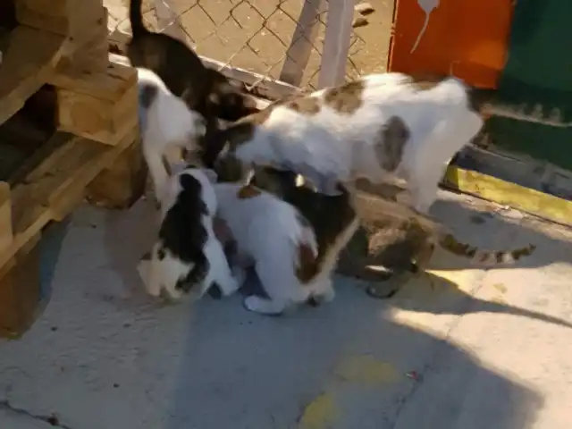 Ay Cafe ~ Koçtaş'nin yemek ve ambiyans fotoğrafları 14