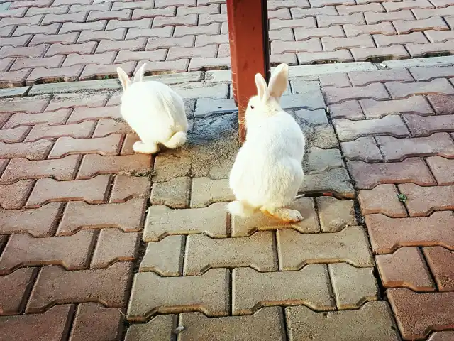 Maya Cafe'nin yemek ve ambiyans fotoğrafları 4