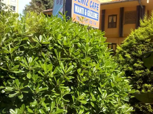 Deniz Cafe