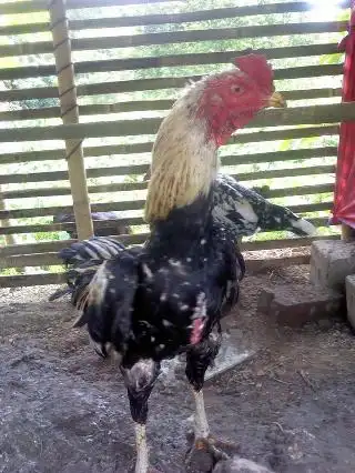Ayam bambangan
