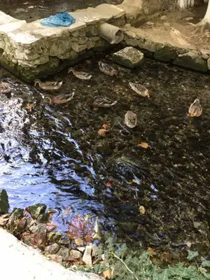 Pınarbaşı Restaurant'nin yemek ve ambiyans fotoğrafları 2