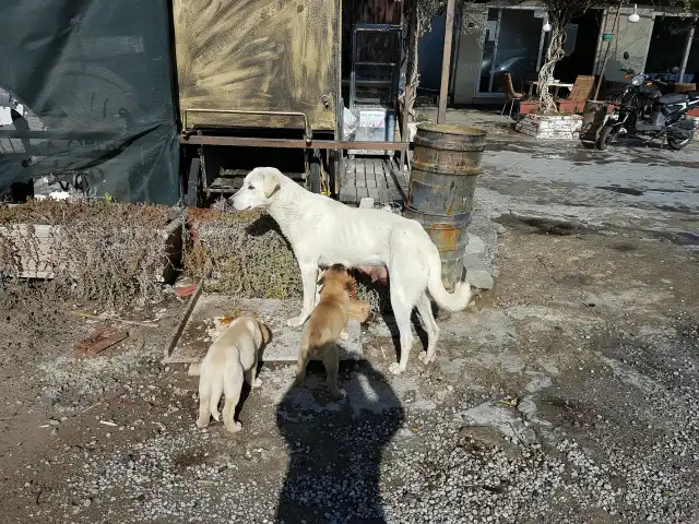 Fethi Baba'nın Yeri'nin yemek ve ambiyans fotoğrafları 3