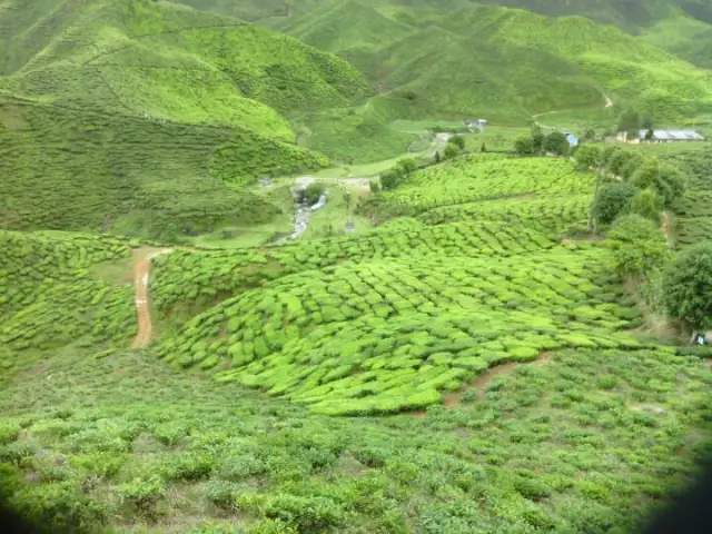 Bharat Tea Plantation Food Photo 12