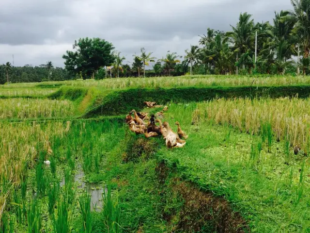 Gambar Makanan Ubud Float Garden 18