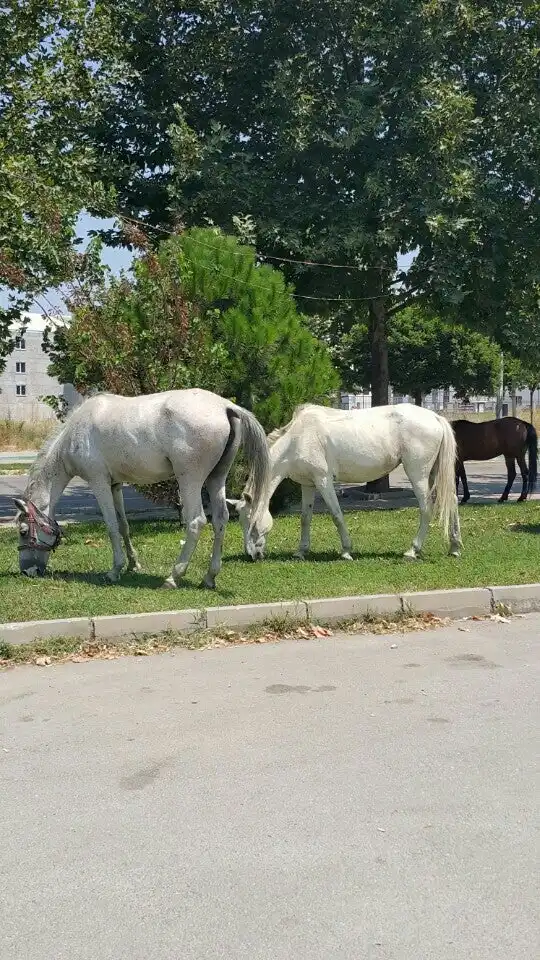 Saklambaç Cafe'nin yemek ve ambiyans fotoğrafları 2