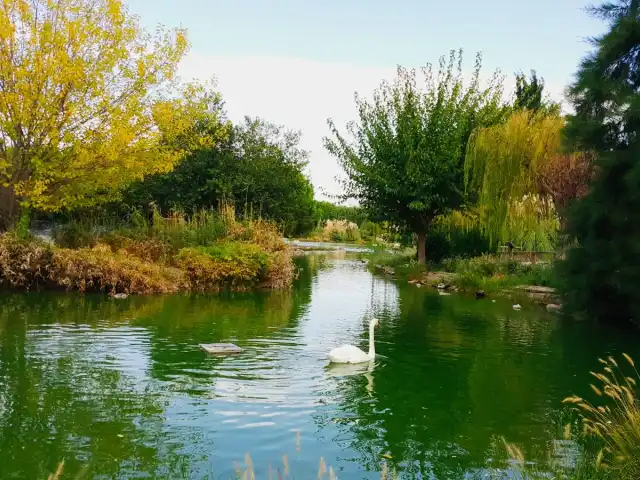 Kuğulu Cafe'nin yemek ve ambiyans fotoğrafları 6