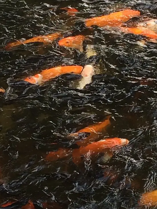 Gambar Makanan Taman Mangli Indah 19