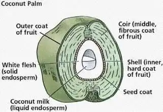 Z Cameron Fruit Sea Coconut Food Photo 4