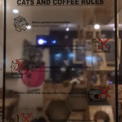 Cats and Coffee