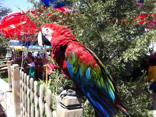 Nüve Park Restaurant'nin yemek ve ambiyans fotoğrafları 2