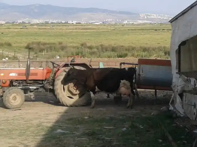 Ali Baba'nın Çiftliği'nin yemek ve ambiyans fotoğrafları 5