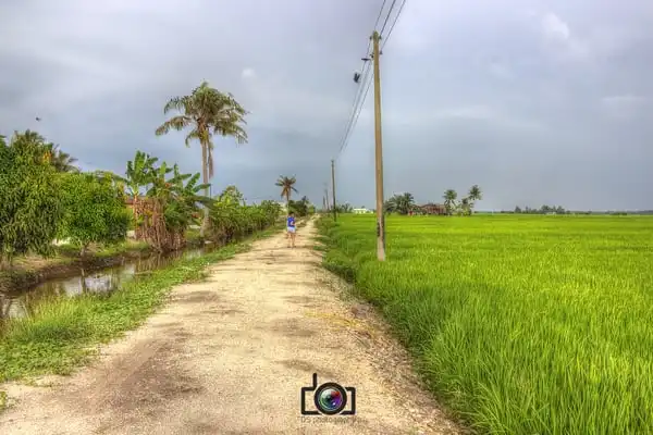 Paddy Field Sekinchan Food Photo 5