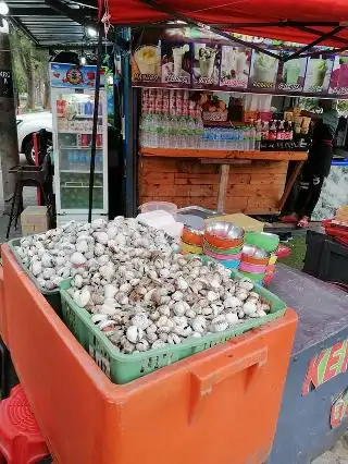 Penyu corner (Kerang Bako Gasi)