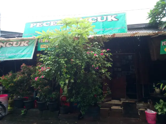 Gambar Makanan Pecel Pincuk Kalibata 3