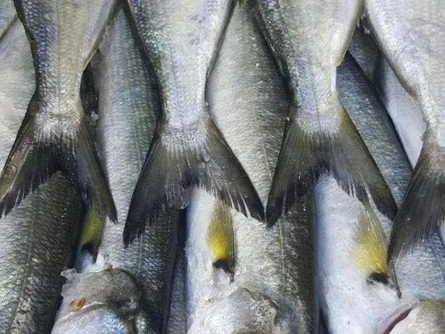 Amasra Balık Lokantası'nin yemek ve ambiyans fotoğrafları 28