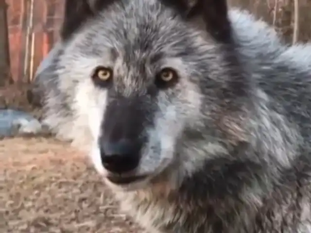 güngör pide fırını'nin yemek ve ambiyans fotoğrafları 4