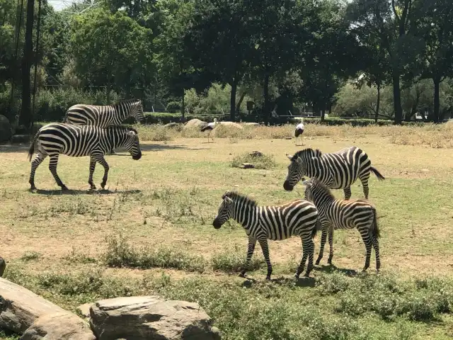 Afrika Kafe'nin yemek ve ambiyans fotoğrafları 5