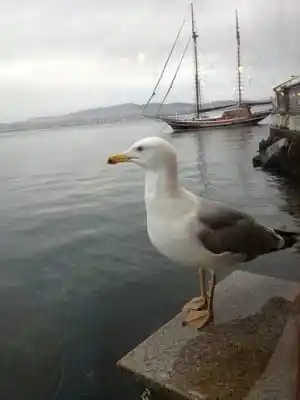 Ali Baba Restaurant'nin yemek ve ambiyans fotoğrafları 4