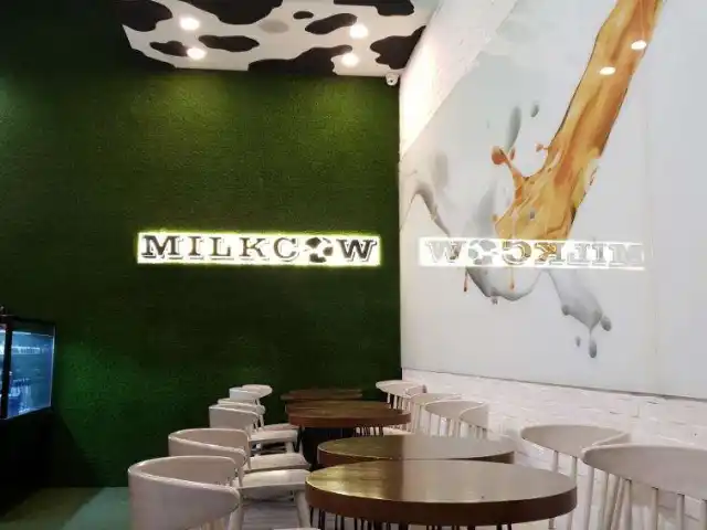 Milk Cow Food Photo 17