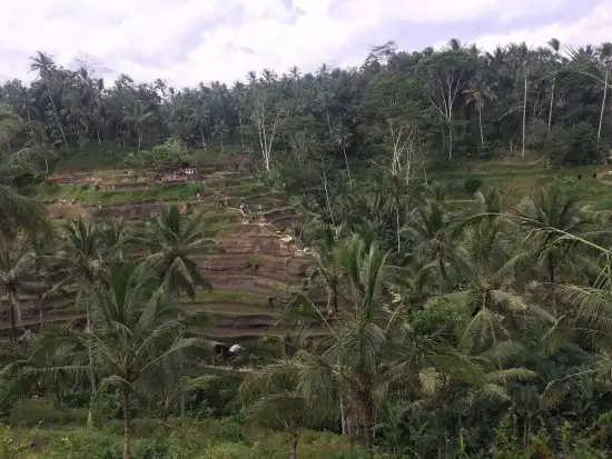 Gambar Makanan Padi Bali 3