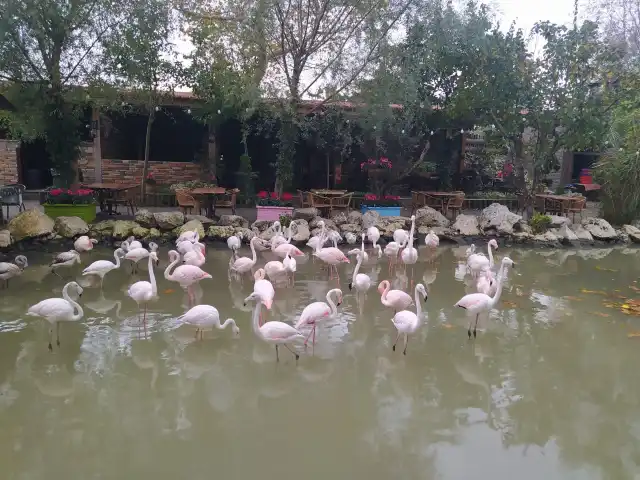 Flamingo Köy'nin yemek ve ambiyans fotoğrafları 10