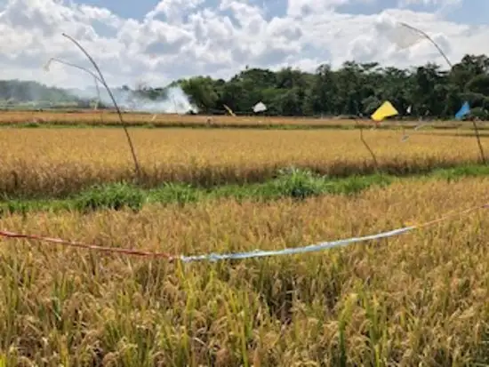 Gambar Makanan Warung Babi Guling Pande Egi 11