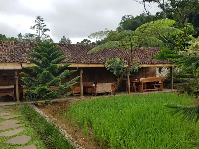 Gambar Makanan Ngopi di Sawah 9