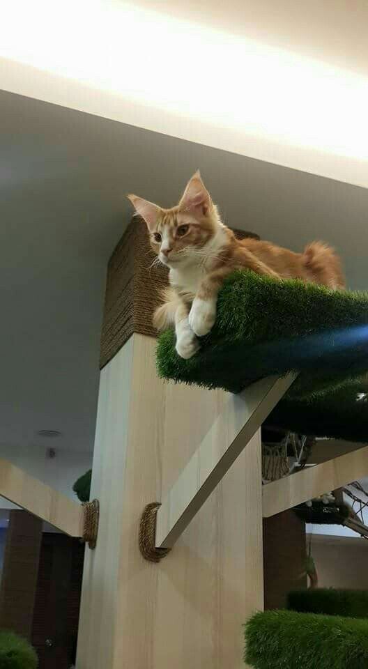 CATS Cafe JB Cats At Their Sanctuary, Brunch, Johor Bahru YummyAdvisor