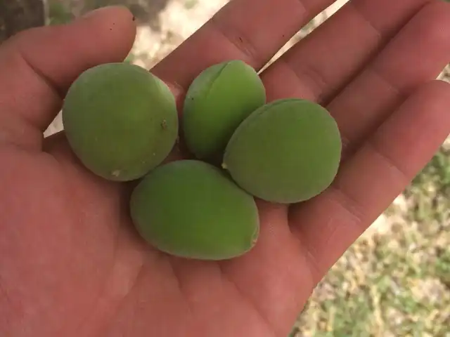 Ağız Tadı Et Mangal Izgara Kasap Ahmet'in Yeri'nin yemek ve ambiyans fotoğrafları 5