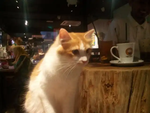 Coffee Cottage Cat Cafe Food Photo 12