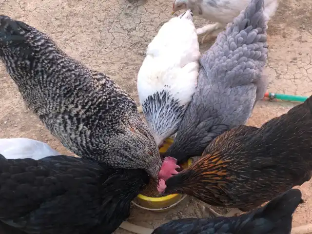 Konya Aşk-I Nazende'nin yemek ve ambiyans fotoğrafları 8