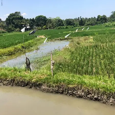 Gambar Makanan Warung Uma Menuh 10