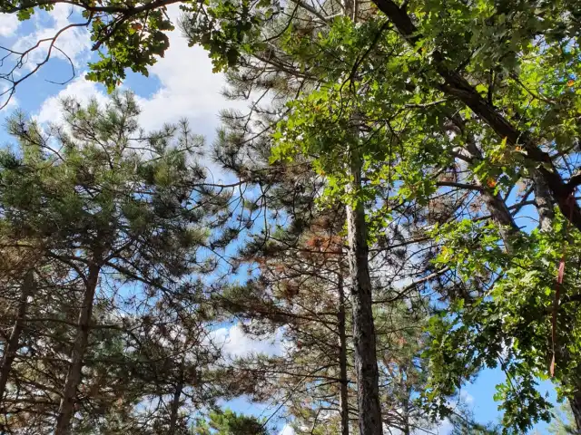 Boğazköy Mesire Alanı'nin yemek ve ambiyans fotoğrafları 1