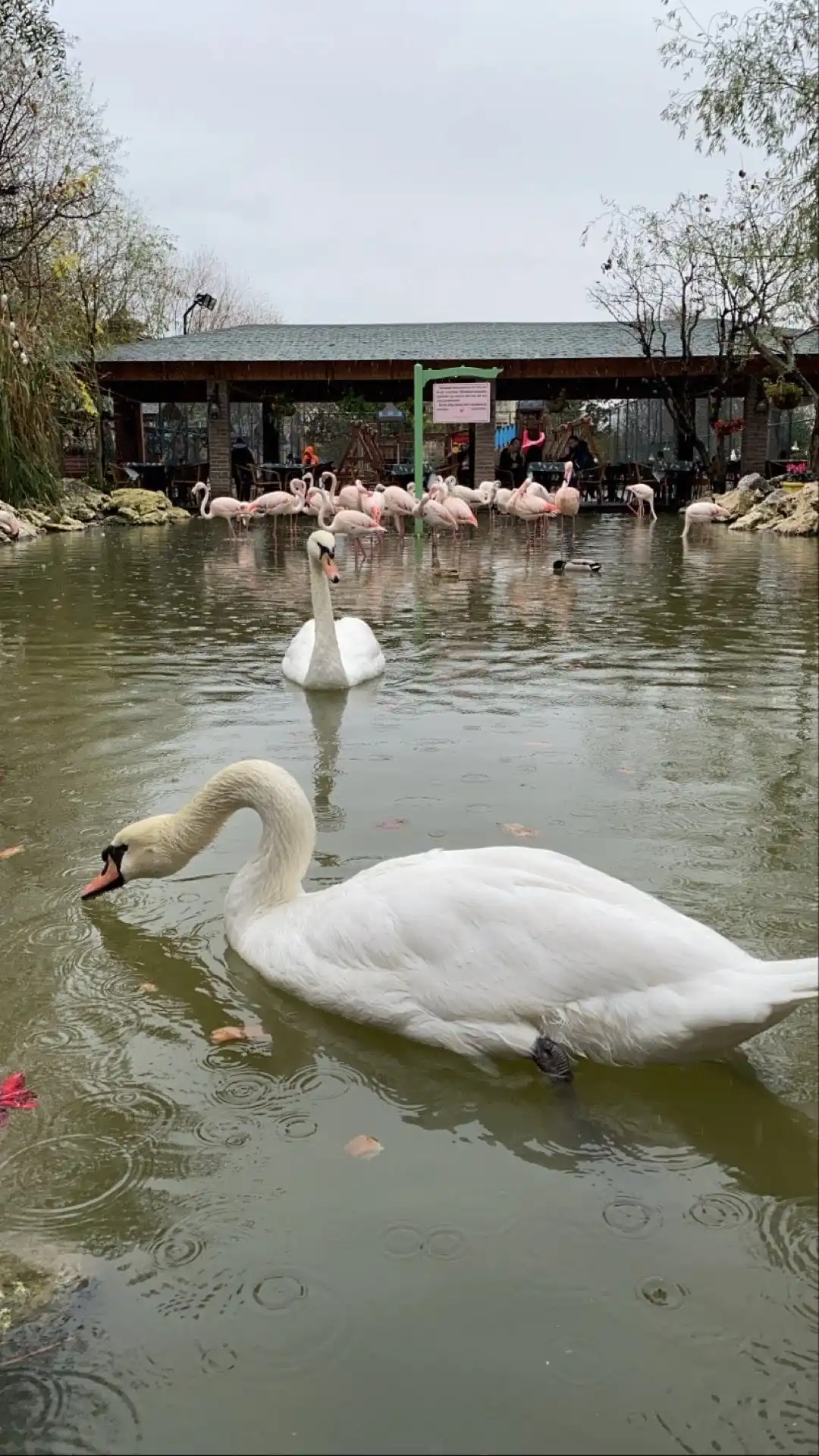 Flamingo Köy