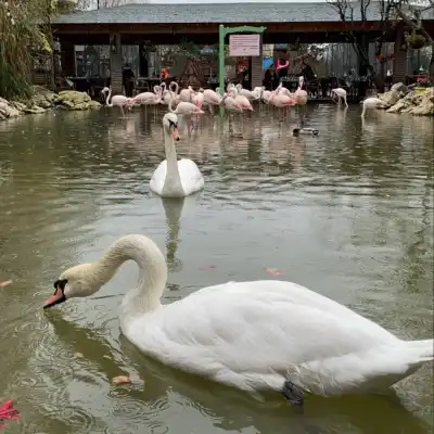 Flamingo Köy